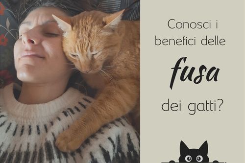 post fusa gatti